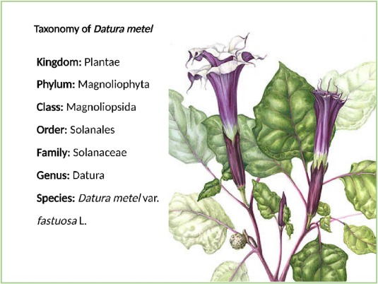 taxonomy of datura metel