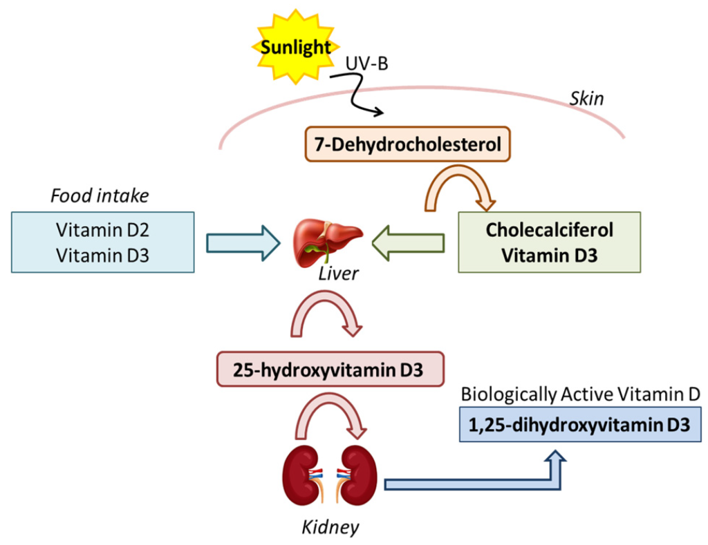 vitamin d synthesis and function