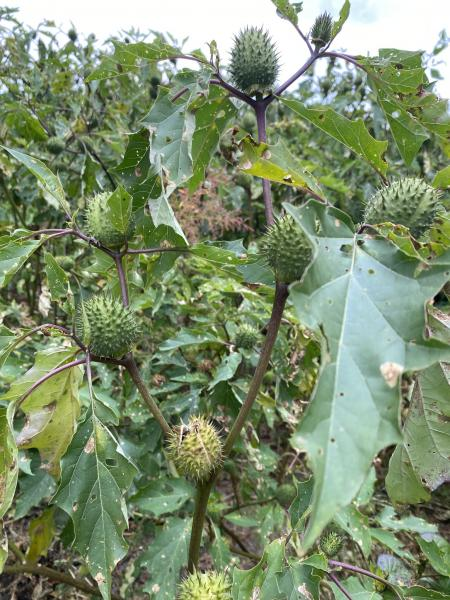 datura plant with fruits